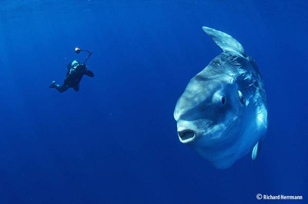바다 가면 흔하게 볼 수 있는 한 덩치 하는 것들 | 인스티즈