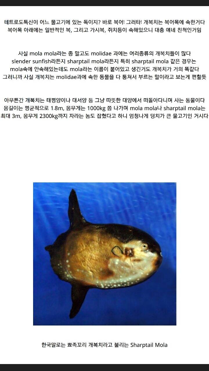 개복치가 죽는 진짜이유 | 인스티즈