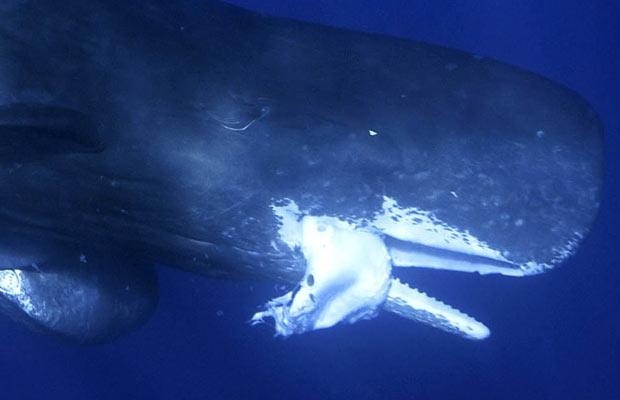 바다 가면 흔하게 볼 수 있는 한 덩치 하는 것들 | 인스티즈