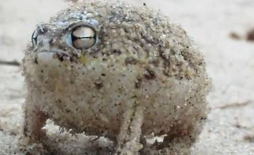 멸종 위기의 사막비 개구리.jpg | 인스티즈