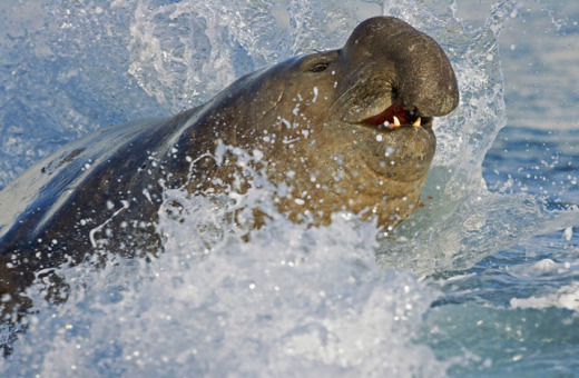바다 가면 흔하게 볼 수 있는 한 덩치 하는 것들 | 인스티즈