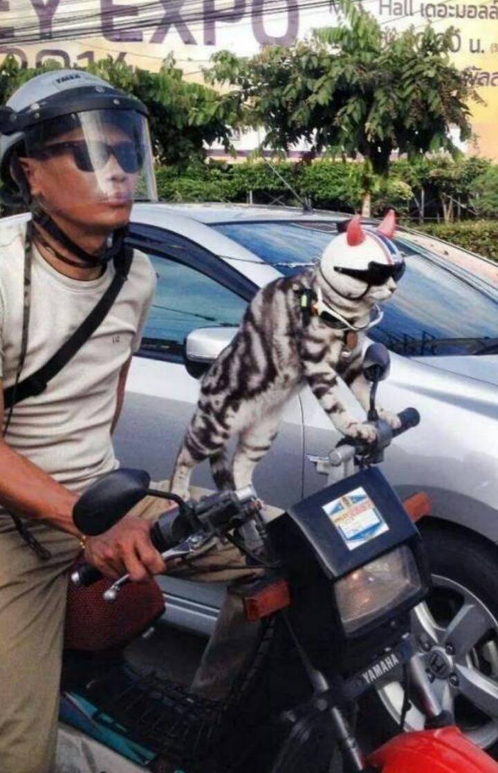 사람과 교감하는 고양이.jpg | 인스티즈