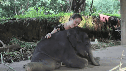 코끼리의 애교 | 인스티즈