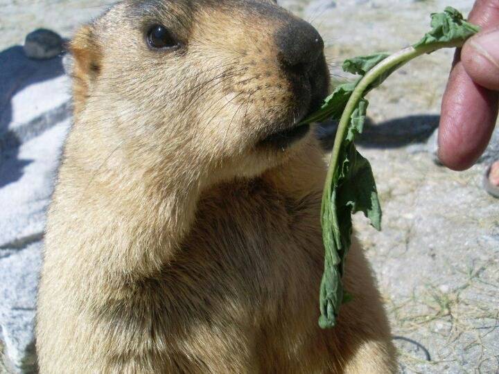 뱃살같은거 왜 만지고 싶은지 이해하게해주는 동물 | 인스티즈