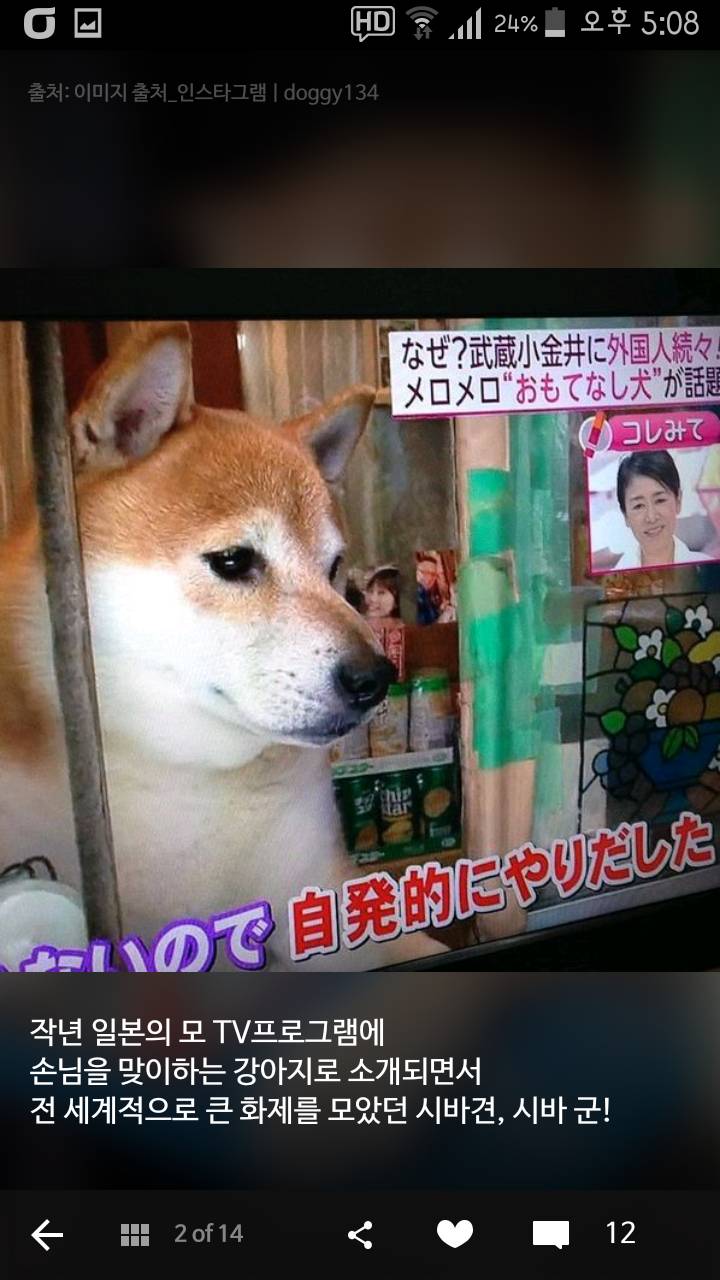 손님 접대에서 은퇴한 도쿄 담배가게의 시바견 | 인스티즈