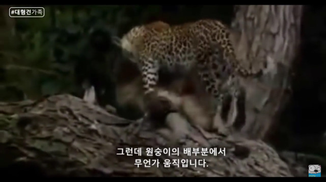새끼가 있는줄 모르고 어미를 죽인 표범 (화질 안좋음) | 인스티즈