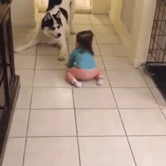 개와 아기를 함께 키우면 안되는 이유 | 인스티즈