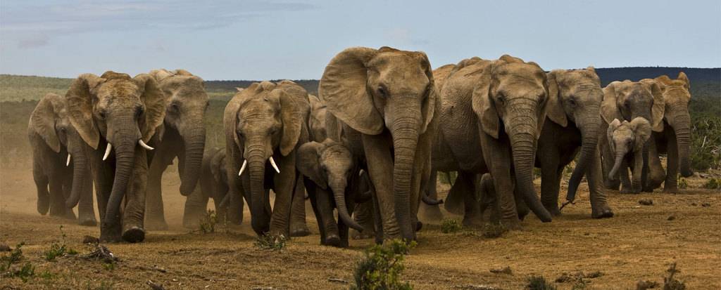 아프리카 사바나의 조폭.jpg | 인스티즈