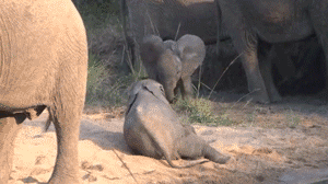 태어나긴 코끼리로태어났는데 .. 코끼리가 뭔지잘모르는듯? | 인스티즈
