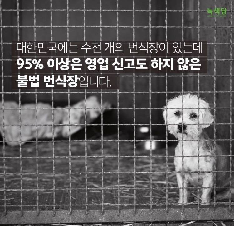 강아지 키우고 싶으세요?? 인간의 잔인함이 드러나는 강아지 공장 | 인스티즈