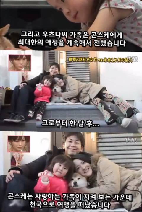 사고로 하반신 마비가되자 주인에게 비참하게 버림받은 시바견 사연 (애니멀 커뮤니케이터 하이디) | 인스티즈