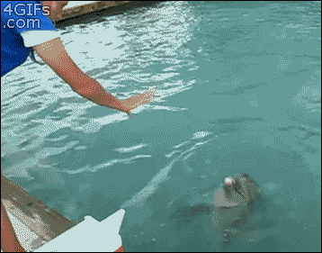 웃기고 귀엽고 희귀한 돌고래들의 모습들 | 인스티즈