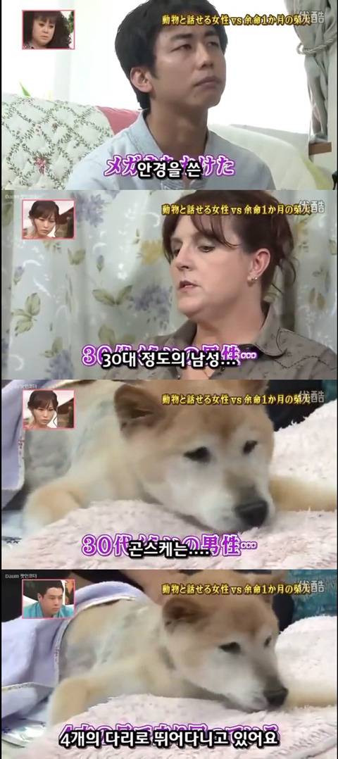 사고로 하반신 마비가되자 주인에게 비참하게 버림받은 시바견 사연 (애니멀 커뮤니케이터 하이디) | 인스티즈