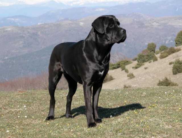 견종 이야기 - 케인 코르소 | 인스티즈