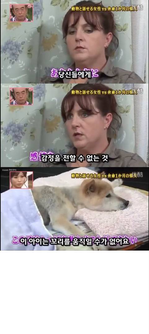 사고로 하반신 마비가되자 주인에게 비참하게 버림받은 시바견 사연 (애니멀 커뮤니케이터 하이디) | 인스티즈