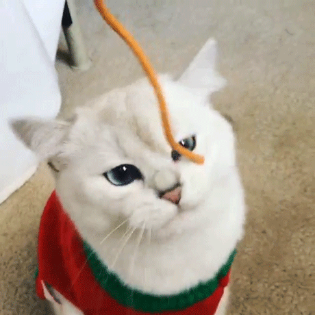 눈이 상당히 미묘한 고양이.jpg | 인스티즈