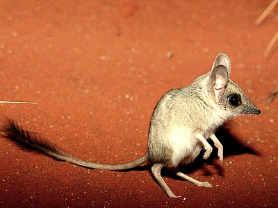 [동물칭구] 당신이 처음 봤을 수도 있는 희귀동물들 50종 | 인스티즈