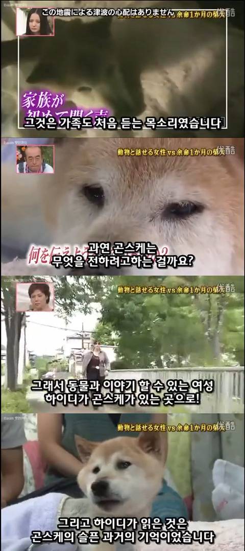 사고로 하반신 마비가되자 주인에게 비참하게 버림받은 시바견 사연 (애니멀 커뮤니케이터 하이디) | 인스티즈