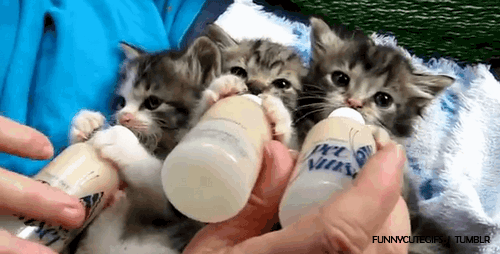 아기 고냥이 움짤.gif | 인스티즈