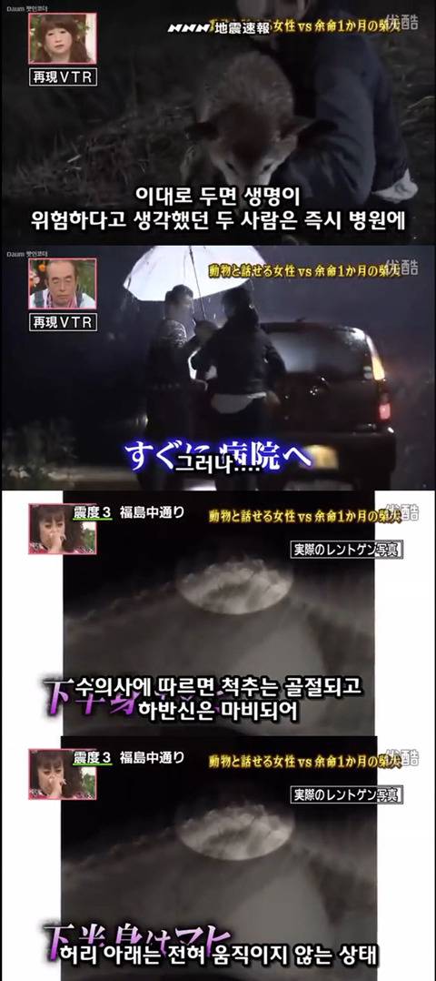 사고로 하반신 마비가되자 주인에게 비참하게 버림받은 시바견 사연 (애니멀 커뮤니케이터 하이디) | 인스티즈