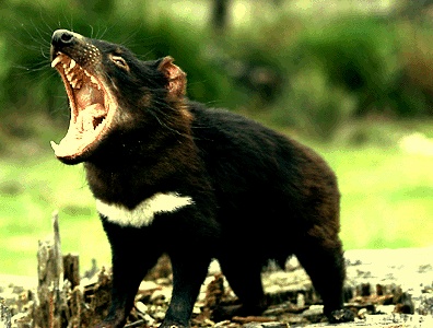 [동물칭구] 당신이 처음 봤을 수도 있는 희귀동물들 50종 | 인스티즈