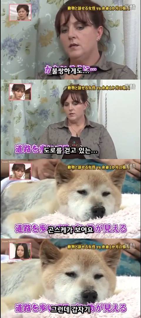 사고로 하반신 마비가되자 주인에게 비참하게 버림받은 시바견 사연 (애니멀 커뮤니케이터 하이디) | 인스티즈