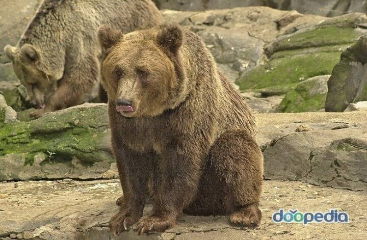 사자가 동물의 왕이라는 게 전혀 맞는 말 아닌 이유 | 인스티즈