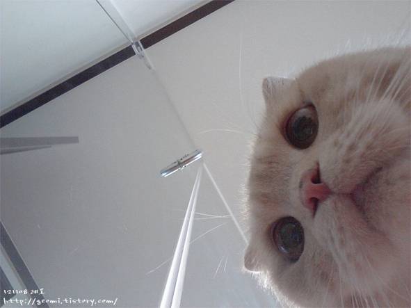 짱덕미 터지는 시아준수 고양이.jpg | 인스티즈