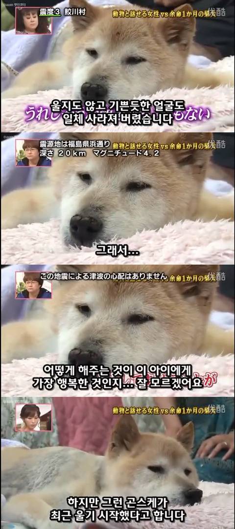 사고로 하반신 마비가되자 주인에게 비참하게 버림받은 시바견 사연 (애니멀 커뮤니케이터 하이디) | 인스티즈