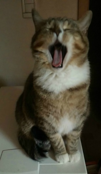 하품하는 고양이.jpg | 인스티즈