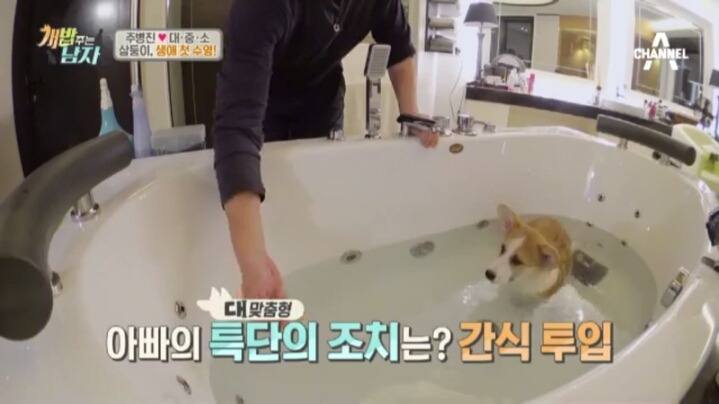 [개밥주는남자] 웰시코기 삼둥이 대중소의 일상.jpg | 인스티즈