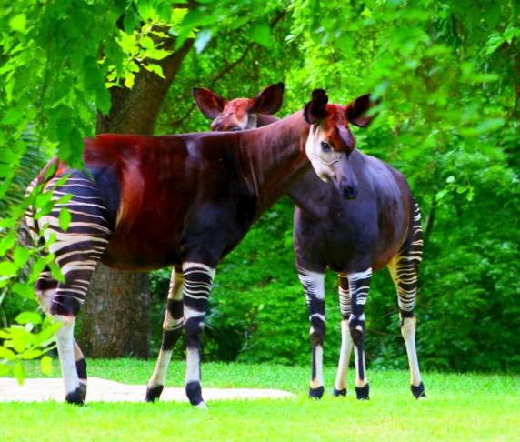 [동물칭구] 당신이 처음 봤을 수도 있는 희귀동물들 50종 | 인스티즈