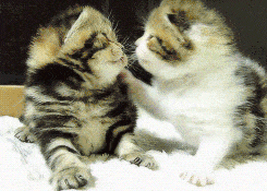 아기 고냥이 움짤.gif | 인스티즈