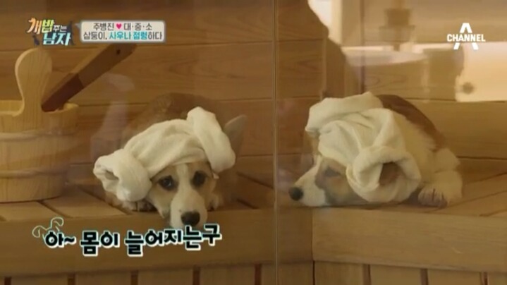 [개밥주는남자] 웰시코기 삼둥이 대중소의 일상.jpg | 인스티즈