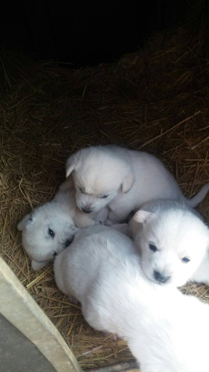 폭풍성장중인 똥개 흰둥이들.jpg | 인스티즈