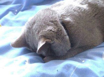 냥이의 잠자는 법 | 인스티즈