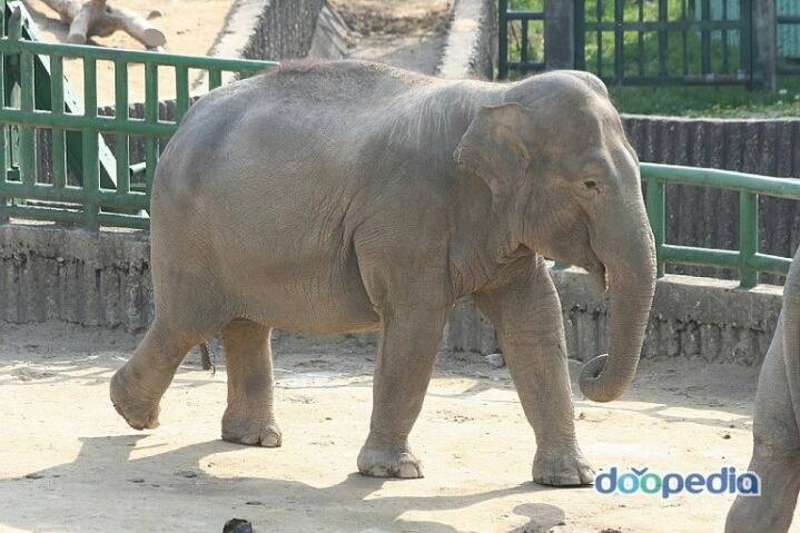 사자가 동물의 왕이라는 게 전혀 맞는 말 아닌 이유 | 인스티즈