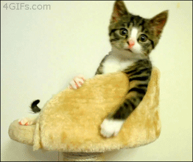 아기 고냥이 움짤.gif | 인스티즈