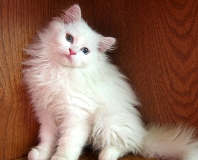 한국에서 인기가 많은 고양이들 | 인스티즈