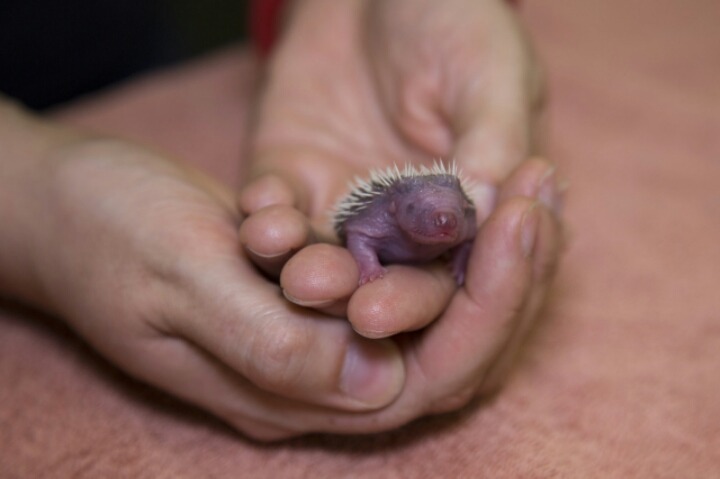 고슴도치의 귀여움에 대한 고찰.gif | 인스티즈