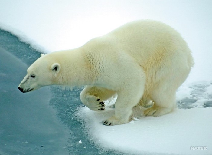 사자가 동물의 왕이라는 게 전혀 맞는 말 아닌 이유 | 인스티즈