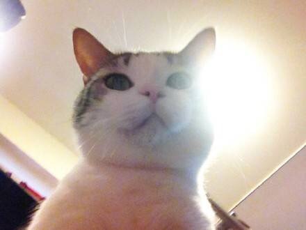 정신이 들었느냥 닝겐 | 인스티즈