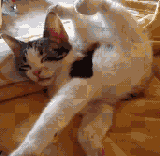 아기 고냥이 움짤.gif | 인스티즈