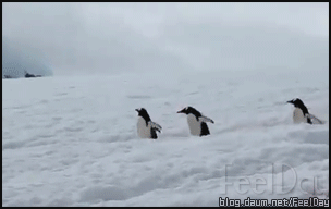 어느 펭귄의 패기.gif | 인스티즈