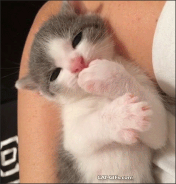 아기 고냥이 움짤.gif | 인스티즈