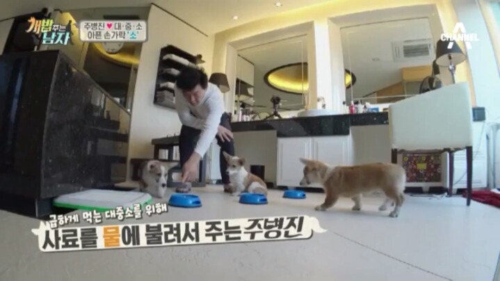 [개밥주는남자] 웰시코기 삼둥이 대중소의 일상.jpg | 인스티즈