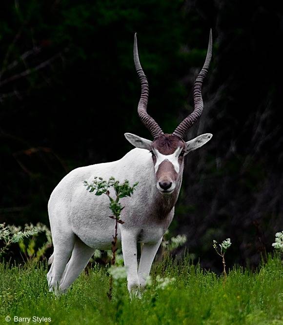 [동물칭구] 당신이 처음 봤을 수도 있는 희귀동물들 50종 | 인스티즈