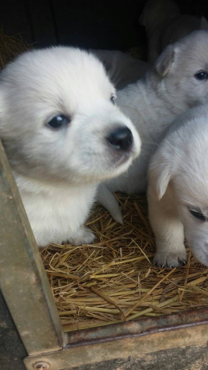 폭풍성장중인 똥개 흰둥이들.jpg | 인스티즈