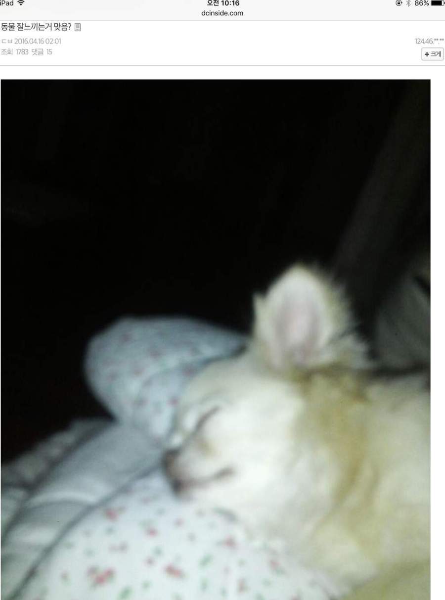 동물들은 지진에 민감하다고 한다 | 인스티즈