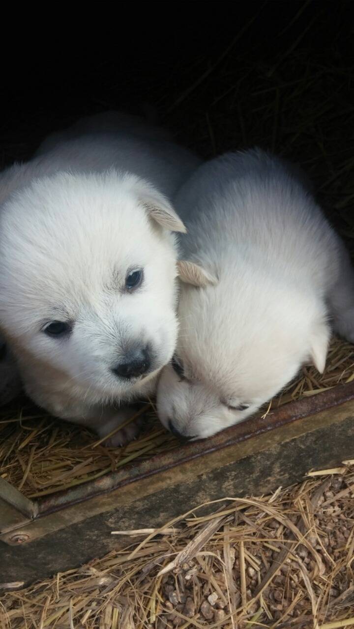 폭풍성장중인 똥개 흰둥이들.jpg | 인스티즈